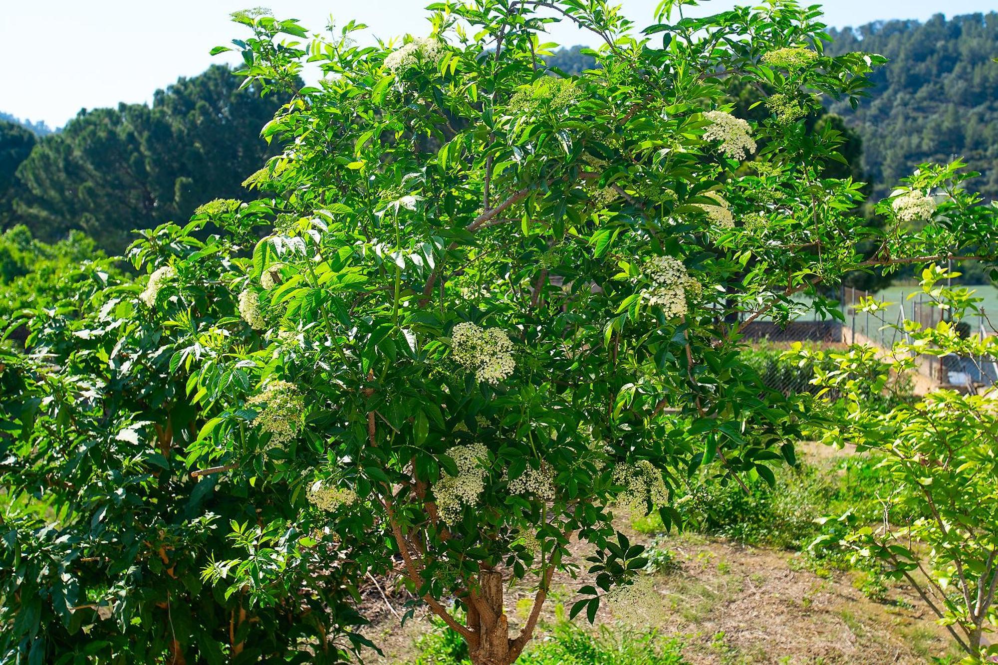 Lo Jardi De Benifallet Dış mekan fotoğraf